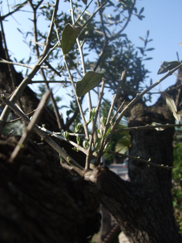 Frischer Austrieb unserer Olivenbäume nach Winter 2009/2010