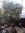 Olivenbaum Pflanzenheizung für Wurzel, Topf u. Stamm/Krone 15 Meter